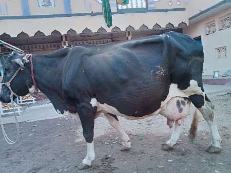 थंबनेल 3