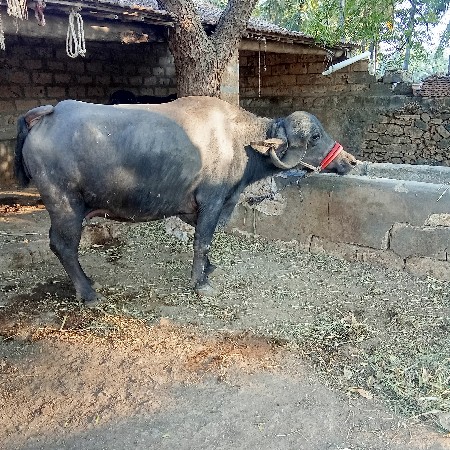 थंबनेल 2