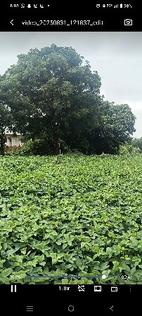 વેસવાની