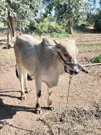 વેચવા નો છે