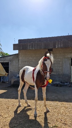 थंबनेल 2