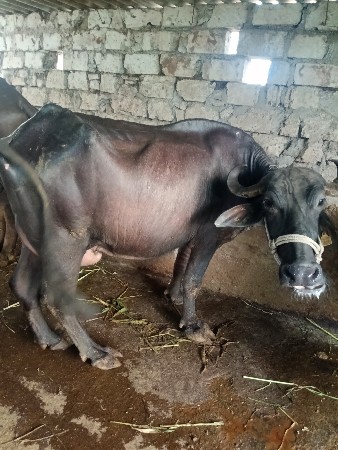 ચાર ચાર લીટર દૂધ નીચે પાડી