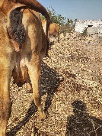 ગાય વેચવાની છે