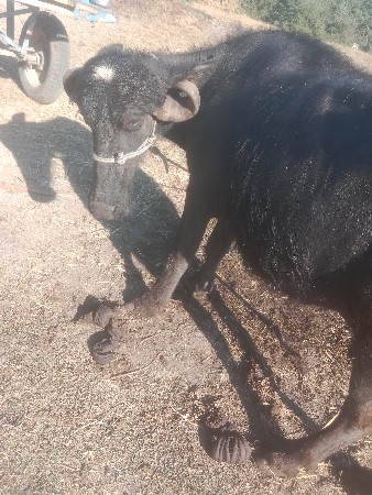 थंबनेल 3