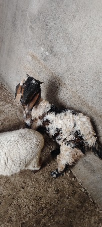 bakro vechvano che 7000 kimat