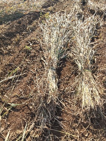 થંબનેલ 1