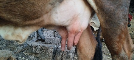 ગાય વેચવાની છે