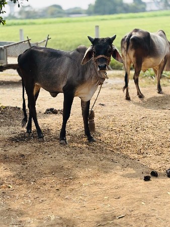 थंबनेल 2