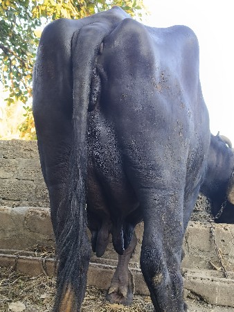 थंबनेल 2