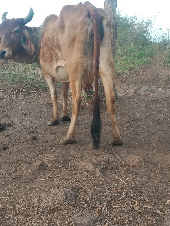 थंबनेल 3