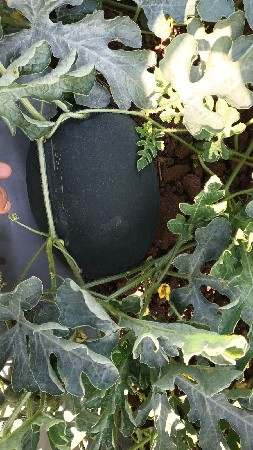 थंबनेल 2