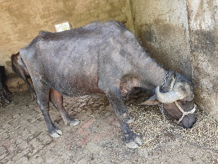 थंबनेल 2