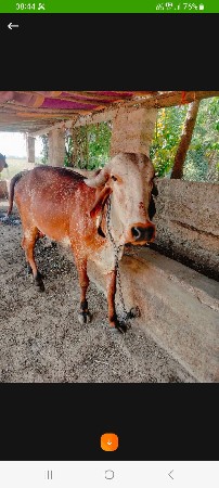 ગાય દેવાની છે.મફત
