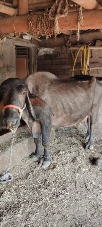 ભેંસ વેચવાની છે