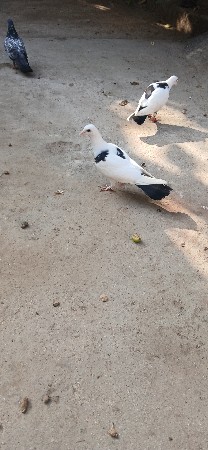 थंबनेल 2