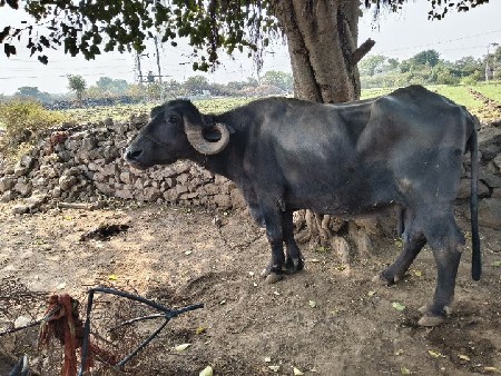 ભેંસ વેચવાની સે