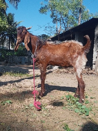 બકરો વેચવાનો છે
