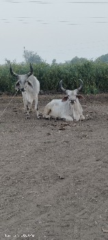 બરધ વેચવાના સે