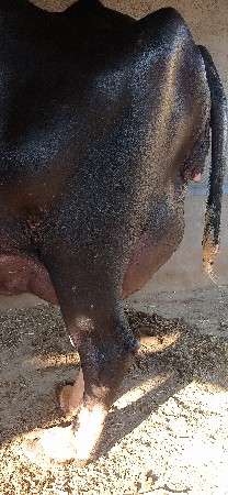 ભેંસ વેચવાની છે