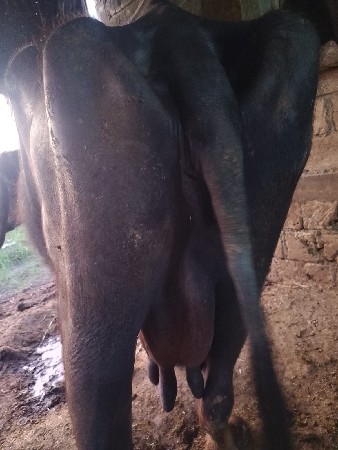 ભેંશ વેશવાની છે