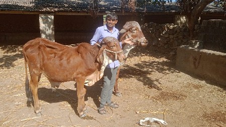 વાછડા વેચવાના છે