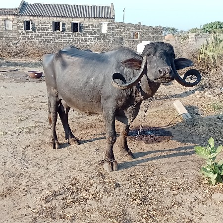 થંબનેલ 3