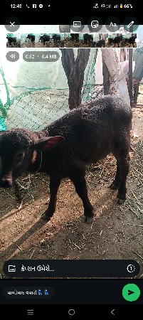 9723197610 ફોન કરો