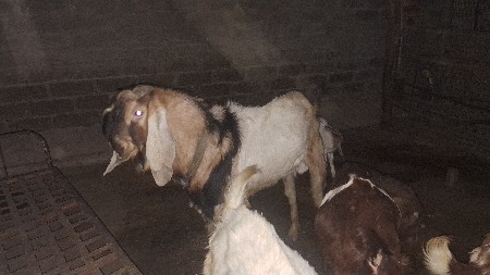 બોકડો વેચવાનો છે