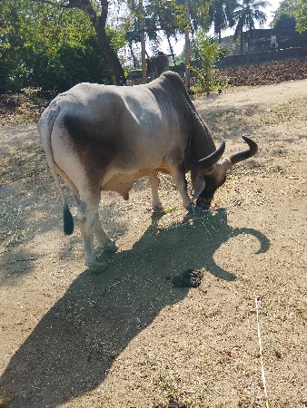 બળદ વેચવાનો છે