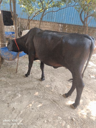 थंबनेल 3