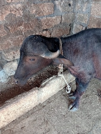 थंबनेल 3