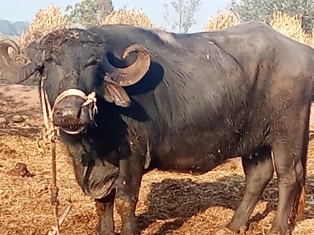 थंबनेल 2