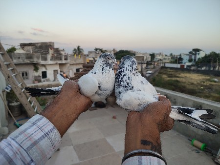 થંબનેલ 2