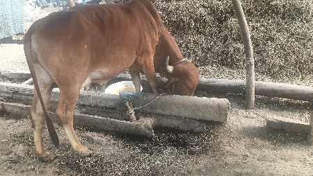 ગાય વેચવાની છે.