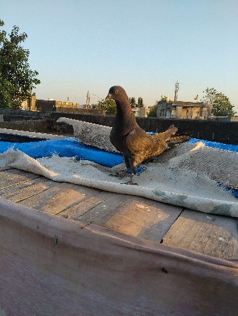 थंबनेल 2