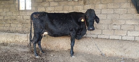 સાટુ કરવાનું છે