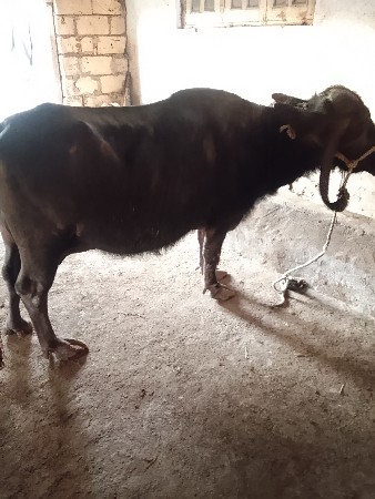 લખમણ ભેડા