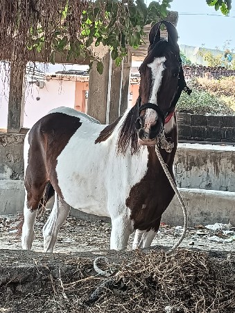 थंबनेल 3