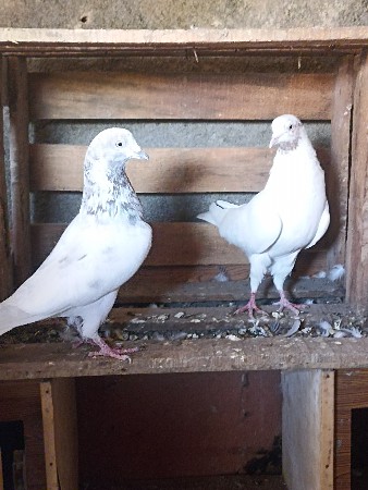 थंबनेल 2