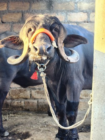 थंबनेल 3