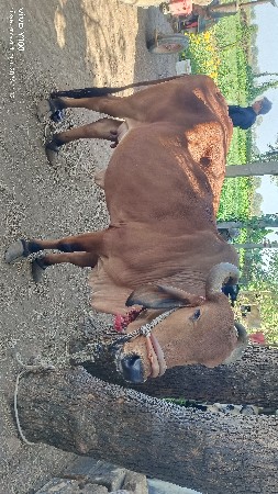 ગાય વેચવાની છે.