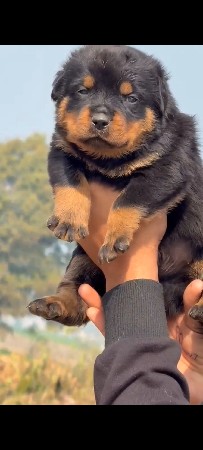 Vadodara pet 🐶 service