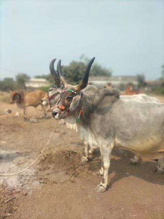 थंबनेल 2