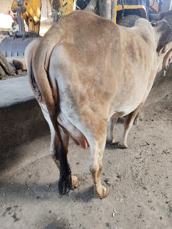 થંબનેલ 3