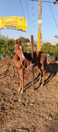 थंबनेल 2