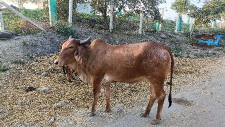 ગાય વેચવાની છે
