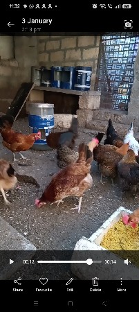 મુર્ગી  વેચવાની છે 10 નગ