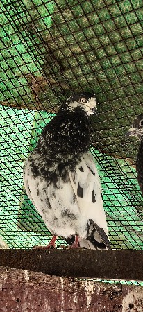 થંબનેલ 2