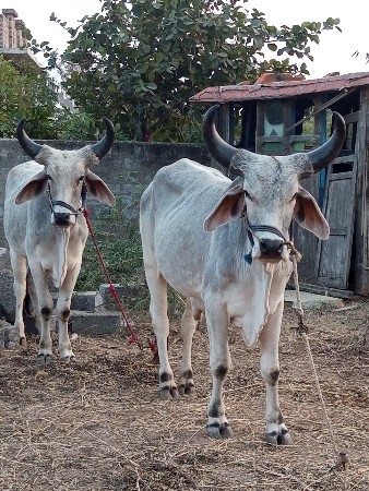 આ ગોદલા વેચવાના છે