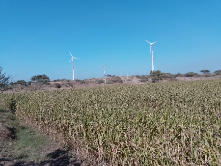 લિલી જુવાર વિચવાની છે
